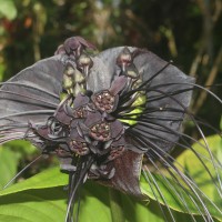 Tacca